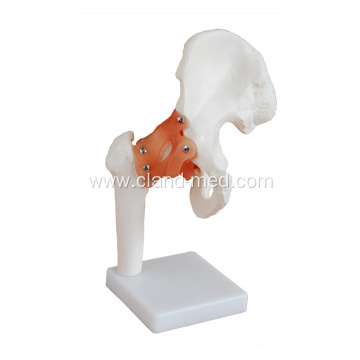 Medical Life-Size Hip Joint